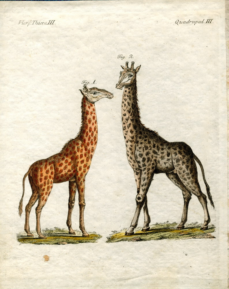 Bertuchova enciklopedija / sedam svezaka Slikovnice za djecu, Njemačka, prijelaz 18./19. st. HŠM Mp 3872, HŠM Mp 3430, HŠM Mp 3454, HŠM Mp 3397