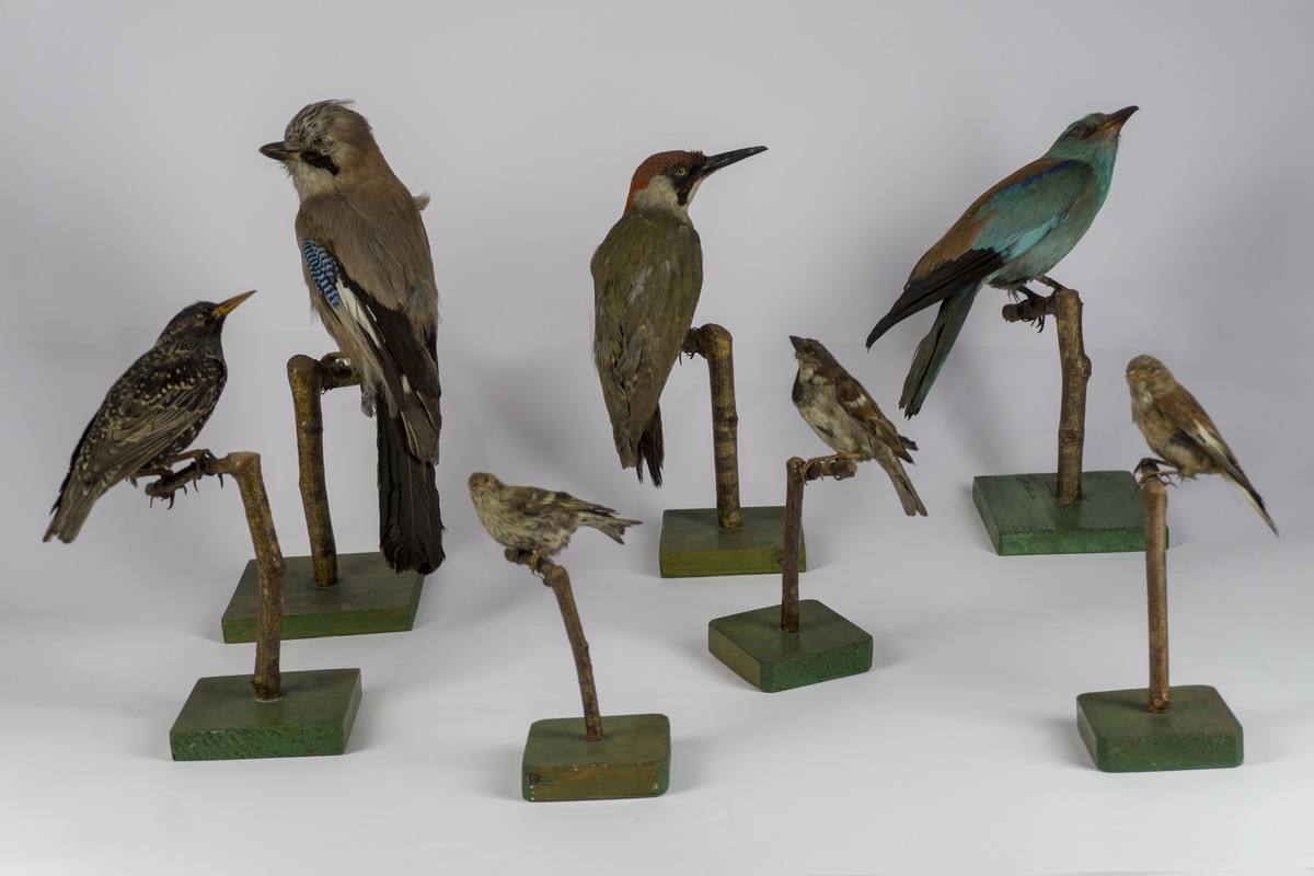 Preparati punjenih ptica, prijelaz 19./20. st. (preparati), HŠM Mp 185 - 191