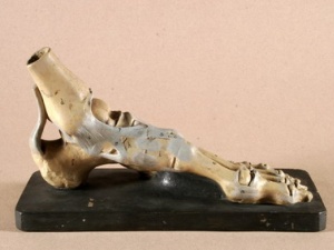 Anatomski model kostiju stopala, Bock-Stegerov model, sredina 19. st., polikromirana sadra, drvo, lijevanje, oslikavanje, podloga: 25,2x10,5 cm, model: 24x9x13 cm